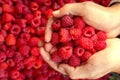 Female hands with fresh red raspberries. Ripe fresh red raspberries in female hands. Royalty Free Stock Photo