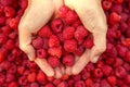 Female hands with fresh red raspberries. Ripe fresh red raspberries in female hands. Royalty Free Stock Photo