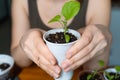 In female hands a glass with seedlings. Transplanting eggplant seedlings. Close-up. Royalty Free Stock Photo