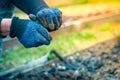 Female hands in gloves grind charcoal over the soil of the vegetable garden close-up on a blurred background. Fertilizing garden Royalty Free Stock Photo