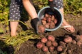 Large crop of potatoes. Picking potato in bucket. Growing potato Royalty Free Stock Photo