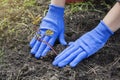 Female hands in gloves press the ground to the roots of a peony seedling. Planting flowers in the garden. Gardening Concept Royalty Free Stock Photo