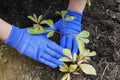Female hands in gloves press the ground to the roots of a peony seedling. Planting flowers in the garden. Gardening Concept