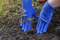 Female hands in gloves press the ground to the roots of a peony seedling. Planting flowers in the garden. Gardening Concept