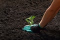 Female hands in gloves with strawberry seedlings in the soil. Planting a young plant in the ground. Side view Royalty Free Stock Photo