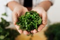 Female hands with handful of chopped coriander leaves Royalty Free Stock Photo