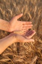 Female Hands Hold Barley Plant