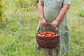 Female hands hold a basket of tomatoes on a background of green grass