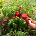 Female hands hold biological red pepper in the garden