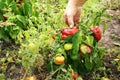 Female hands hold biological red pepper in the garden