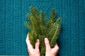 Female hands hold branches of fir tree on a blue knitted background. Christmas concept. Royalty Free Stock Photo