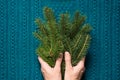 Female hands hold branches of fir tree on a blue knitted background. Christmas concept. Royalty Free Stock Photo