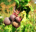 Female hands hold a bunch of beets Royalty Free Stock Photo