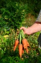 Female hands hold a bunch of carrots Royalty Free Stock Photo