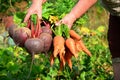 Female hands hold a bunch of carrots and beets Royalty Free Stock Photo