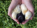 Female hands hold a chick in chicken farm Royalty Free Stock Photo
