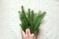 Female hands hold christmas tree branches on a white knitted background. Top view. Royalty Free Stock Photo