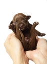 Female hands hold cute ten day old American pit bull puppy Royalty Free Stock Photo