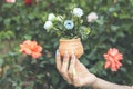 Female hands hold decorative potted flowers on green background.