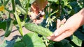 Female hands hold a green cucumber that grows on a branch. growing cucumbers on the bed. Royalty Free Stock Photo