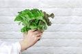 lettuce greens in hand on white brick wall background Royalty Free Stock Photo