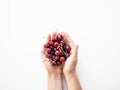 Female hands hold a handful of ripe cherry berries on white background. Top view. copy space Royalty Free Stock Photo