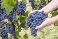 Female hands hold large clusters of black grapes, freshly picked in the vineyard during the harvest Royalty Free Stock Photo