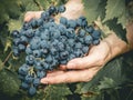 Female hands hold large clusters of black grapes, freshly picked in the vineyard during the harvest Royalty Free Stock Photo