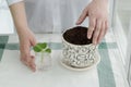 Female hands hold little little green mint sprout with roots in transparent jar before putting into soil in white flower pot. Royalty Free Stock Photo