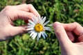 Female hands hold one daisy and guess a loved one