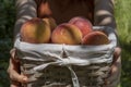 Female hands hold out a basket filled with big juicy peaches. Royalty Free Stock Photo