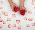 Female hands hold red heart, white background with pink rose petals Royalty Free Stock Photo