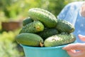 Female hands hold ripe green cucumbers. Royalty Free Stock Photo