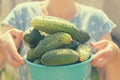 Female hands hold ripe green cucumbers. Royalty Free Stock Photo