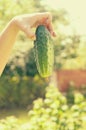 Female hands hold ripe green cucumbers. Royalty Free Stock Photo