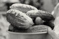 Female hands hold ripe green cucumbers. Royalty Free Stock Photo