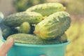 Female hands hold ripe green cucumbers. Royalty Free Stock Photo