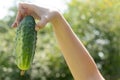 Female hands hold ripe green cucumbers. Royalty Free Stock Photo