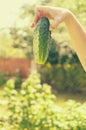 Female hands hold ripe green cucumbers. Royalty Free Stock Photo