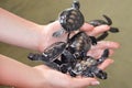 Female hands hold small turtles. Caring for newborn turtle in the Sea Turtles Conservation Research Project in Bentota, Sri Lanka