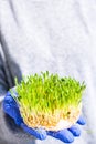 Female hands hold Sprouted wheat on table. Roots, food, health. Micro green sprouts. Organic, vegan healthy food concept Royalty Free Stock Photo