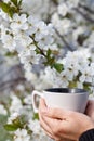 Female hands hold a white porcelain cup with flowering cherry tr