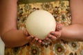 Female hands holding of big ostrich egg, size comparison. Huge white egg shell of african ostrich. Healthy food. Royalty Free Stock Photo