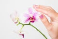 Female hands holding branch of beautiful orchid