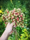 Female hands holding a bunch of ripe berries of wild red strawberries.Fresh berries of wild strawberry in a female hand Royalty Free Stock Photo