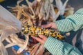 Female hands holding a cob of corn, close-up Royalty Free Stock Photo