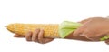 Female hands holding a corn Royalty Free Stock Photo