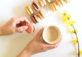 Female hands are holding a cup of coffee with macarons. White backgrounds with branches of forsythia flowers. Flat lay, top view