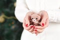 Female hands holding a cute happy bear