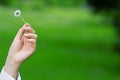 Female hands holding a daisy Royalty Free Stock Photo